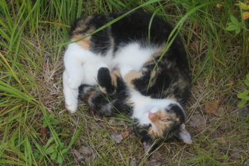 Peto, nykyään kolmijalkainen kissamme, joka osallistuu, jos osallistuu. Yleensä katselee jostain puskasta mitä me touhutaan.