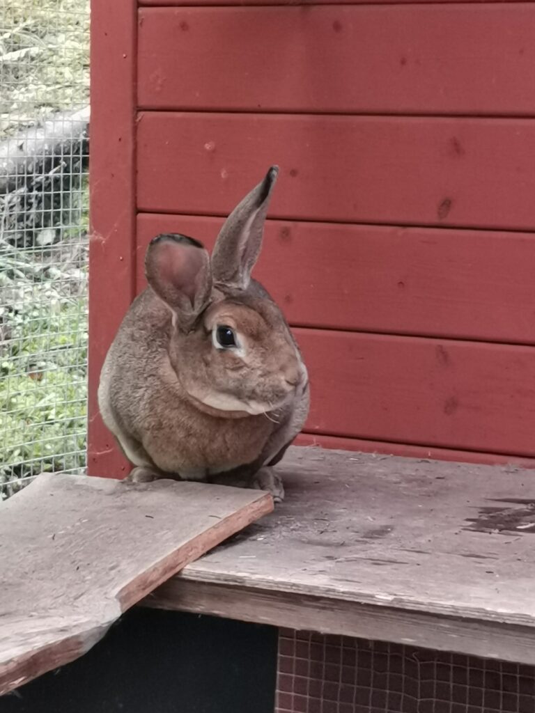Ruskea kanimme, Hupsu, joka on toinen eläinavusteinen pupumme.
