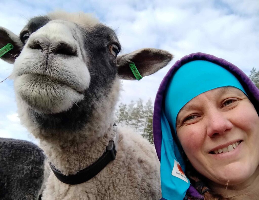 Lammasselfie eli sheepfie tai lamfie. Kuvassa lammas ja minä.