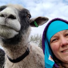 Lammasselfie eli sheepfie tai lamfie. Kuvassa lammas ja minä.