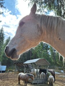 Yksisarviset ja my little ponyt Yksisarviset ja my little ponyt