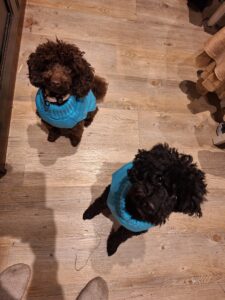 PT-puudelit PT-puudelit