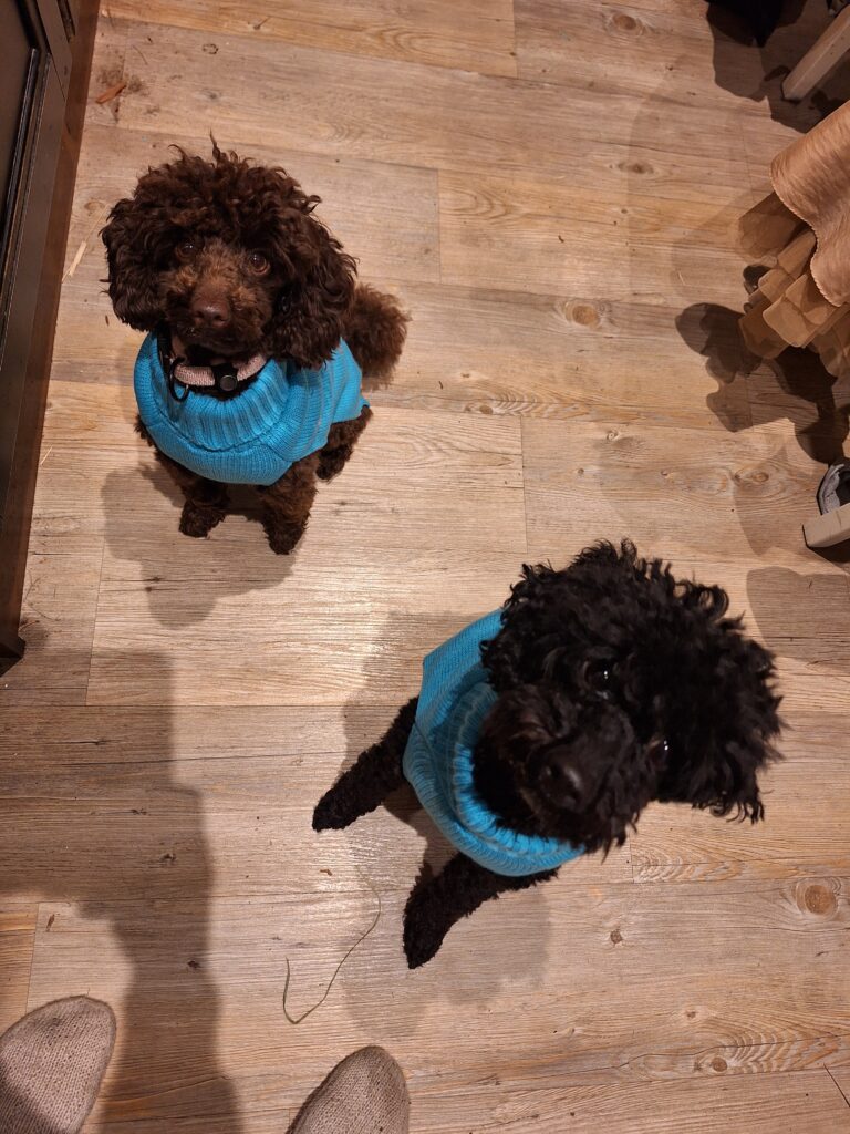 Pirteeks PT-puudelit