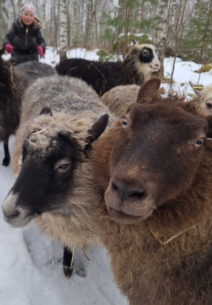Lampaat lenkillä talvisessa metsässä.
