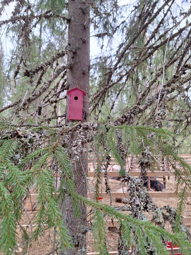 Lammaskahvila - kuvassa pinkki linnunpönttö ja taustalla lampaiden aitaus