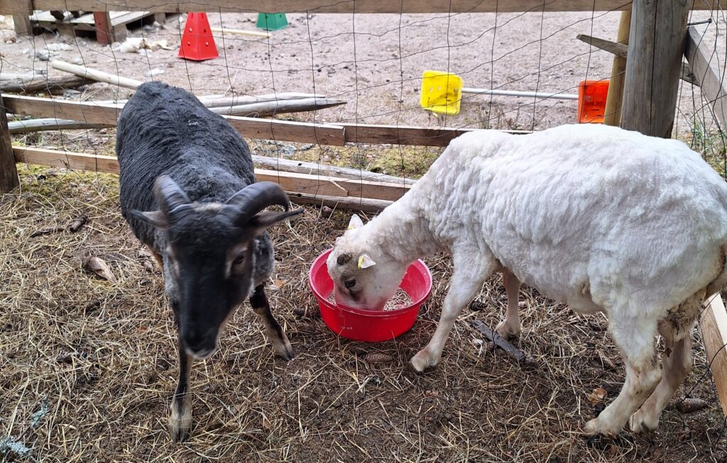 Lammaskahvila - Kuvassa valkoinen Pässi Panda ja Tumman ruskea oinas Sampsa. Panda syö rehuja.