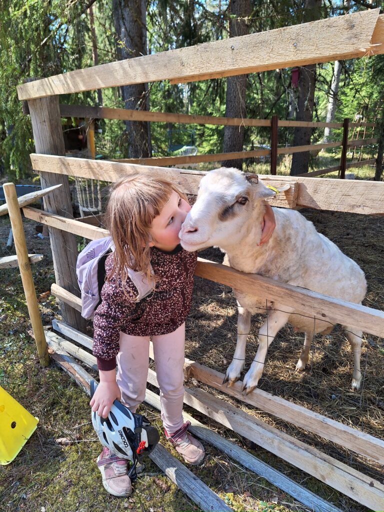 Lammaskahvila - Tyttö pussaa pässiä. Kuvassa Panda ja tyttö