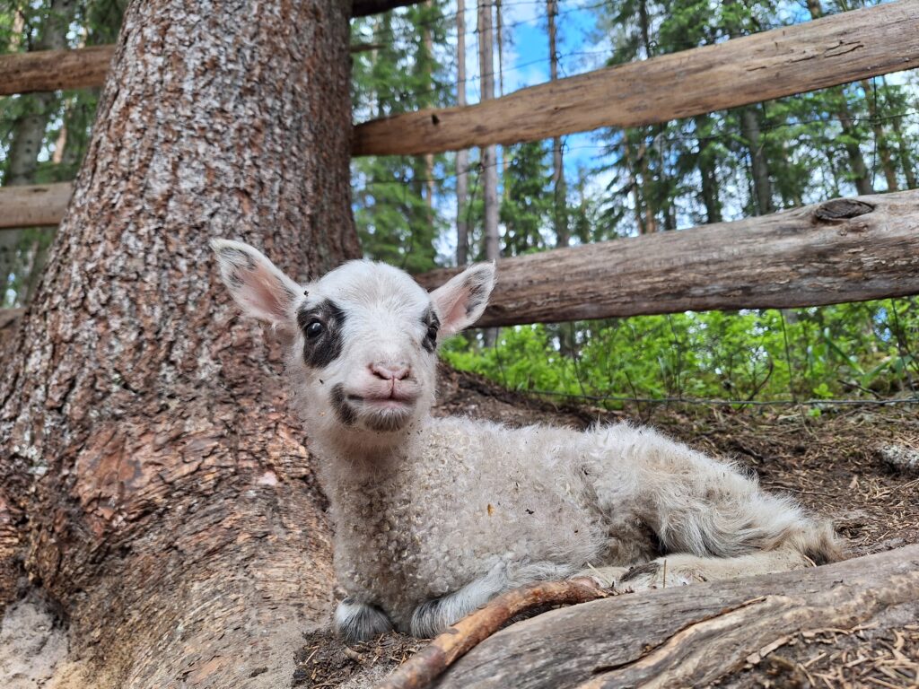 Lammaskahvila ja kummitoiminta, Kummit - Kuvassa valkoinen karitsa, jolla mustat silmän ympärykset. Karitsan nimi on Fanda.
