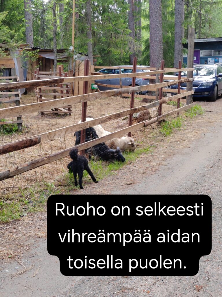 Lammaskahvila - ruoho on vihreämpää aidan toisella puolella. Pässi ja oinas kurkottavat aidan ali ruohoa.