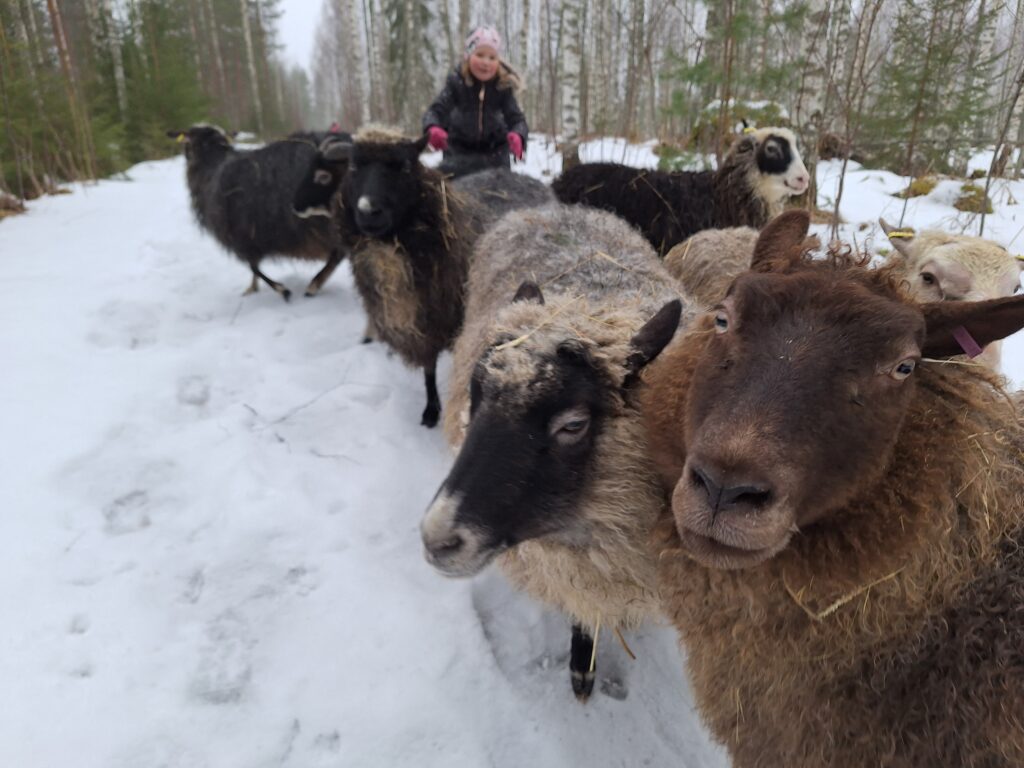 Eläinkummi - kuvassa lampaita ja taka-alalla ihminen