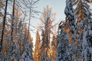 Ketkä menevät metsään artikkelin kuva. Kuvassa talvinen metsämaisema, jossa puut ovat lumen peittämiä ja taustalta nousee aurinko, joka valaisee koko kuvan.