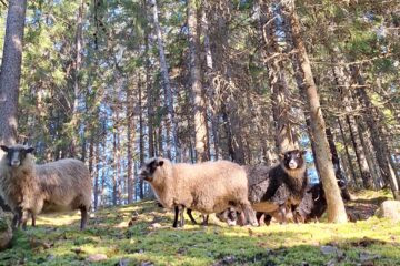 Propoppoo - hyvinvointia luonnosta - näkökulmia tekijöiltä podcastin etusivukuva, jossa lampaita metsässä kuvattuna rinteen alhaalta ylöspäin. Myös taivas siintää kivasti puiden välistä.