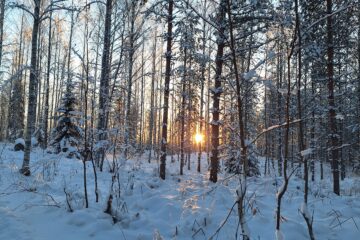 Valon voima blogikirjoituksen kansikuva, jossa on kuvattu auringon lasku nuoren koivikon lävitse talvella.