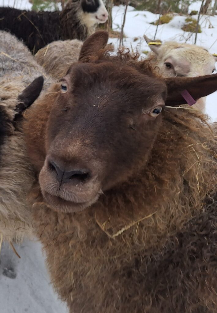 Mokka terapialammas - kuvassa ruskea suomenlammas