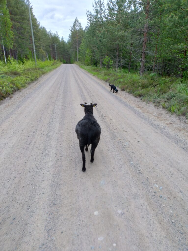 Omppu terapialammas - mustalammas kävelee kuvassa poispäin hiekkatiellä